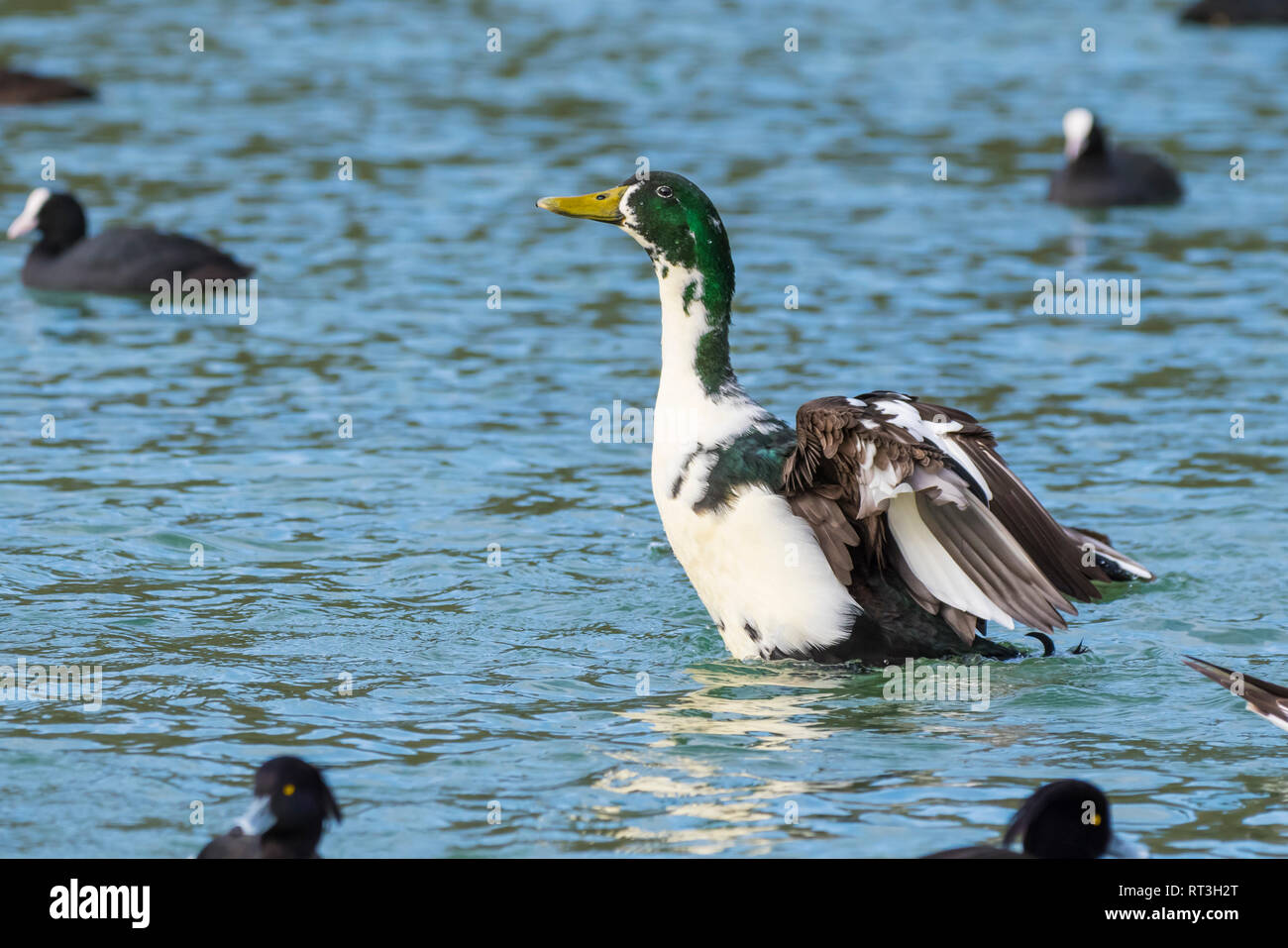 Vista laterale di un grande anatra domestica distesa di acqua in un lago nel West Sussex, Regno Unito. Foto Stock
