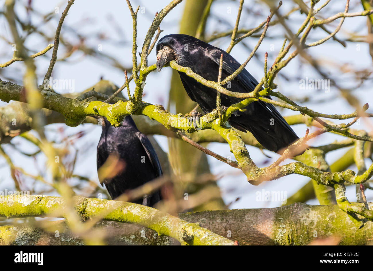 Coppia di adulto Rooks (Corvus frugilegus) appollaiato in un albero in inverno nel West Sussex, Regno Unito. Foto Stock