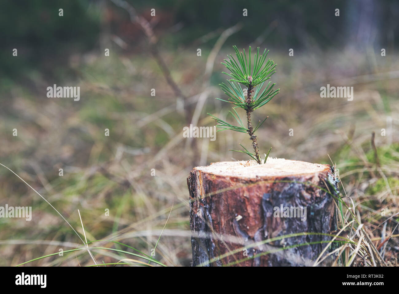 La vita nuova forza e concetto di sviluppo - giovane germoglio di pino che cresce dal ceppo di albero Foto Stock