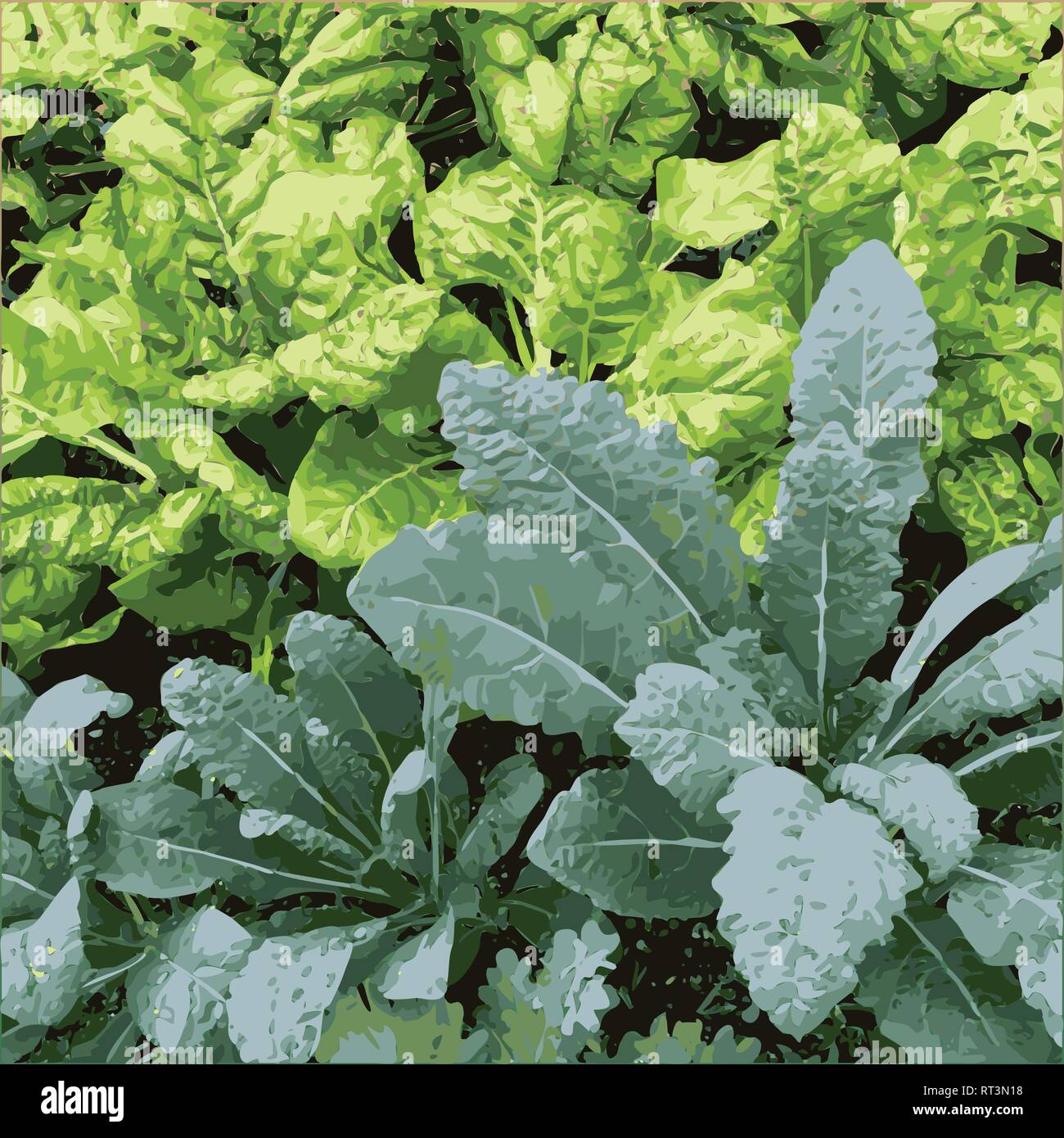 Sana realistica foglie di lattuga cibo illustrazione vettoriale Illustrazione Vettoriale