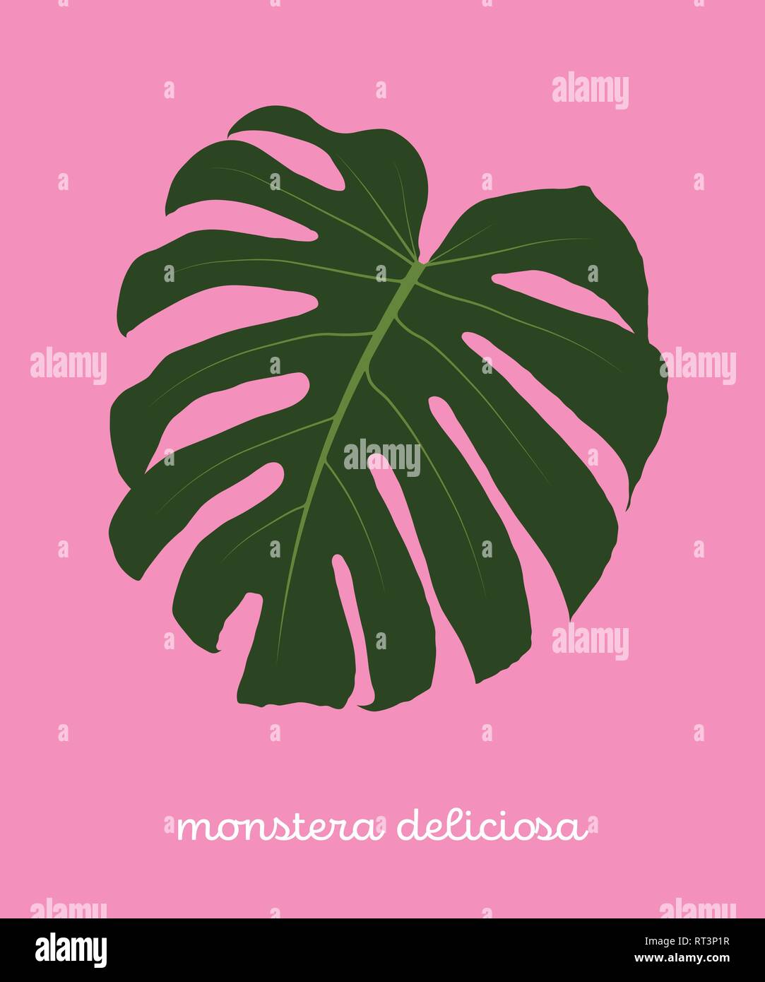 Green Monstera Deliciosa Foglia tropicale. Piatto Illustrazione Vettore isolato su sfondo rosa Illustrazione Vettoriale