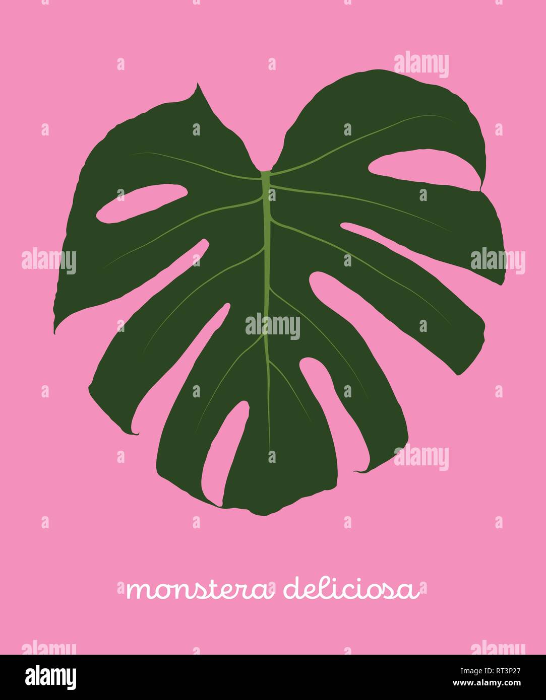Green Monstera Deliciosa Foglia tropicale. Piatto Illustrazione Vettore isolato su sfondo rosa Illustrazione Vettoriale