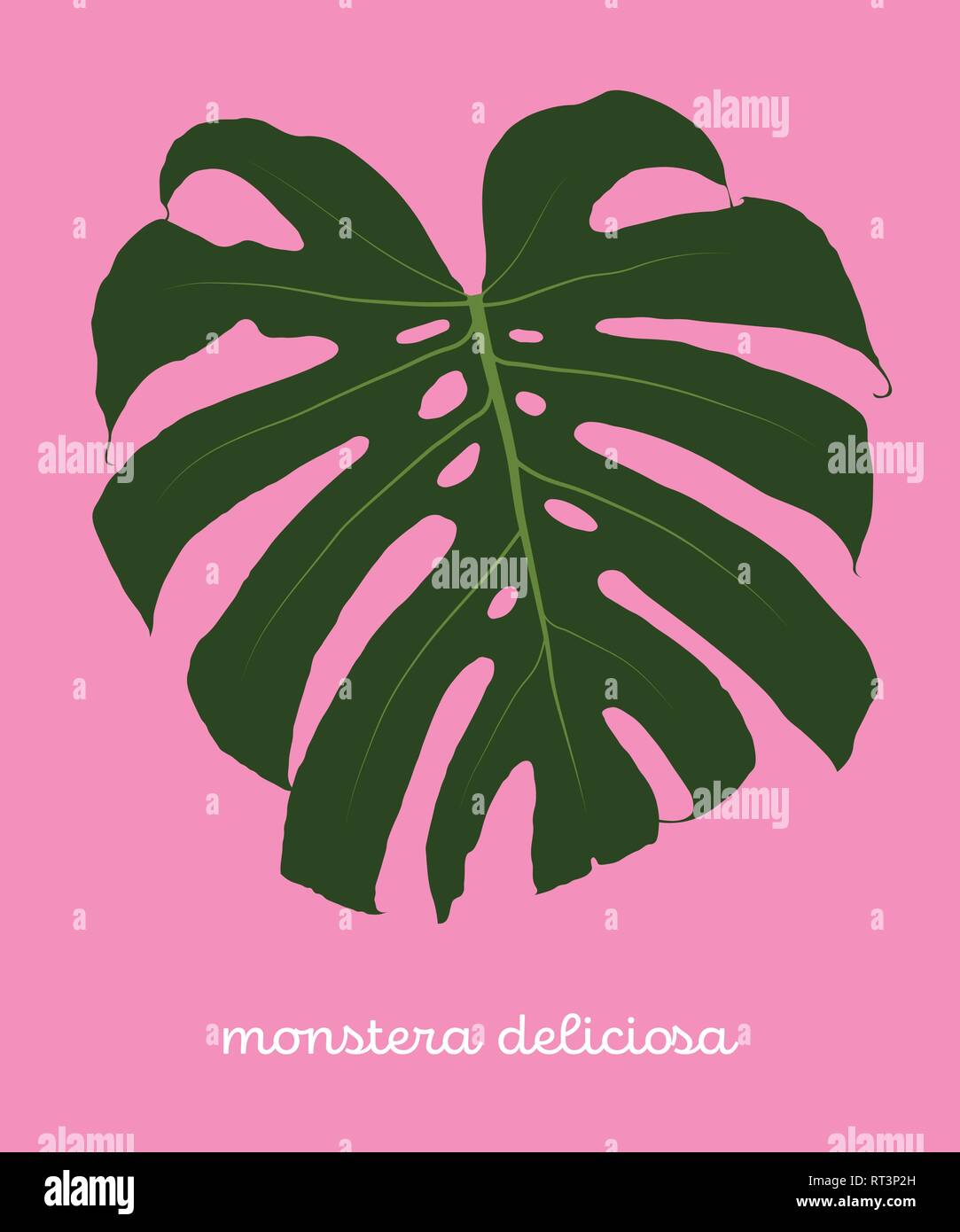 Green Monstera Deliciosa Foglia tropicale. Piatto Illustrazione Vettore isolato su sfondo rosa Illustrazione Vettoriale