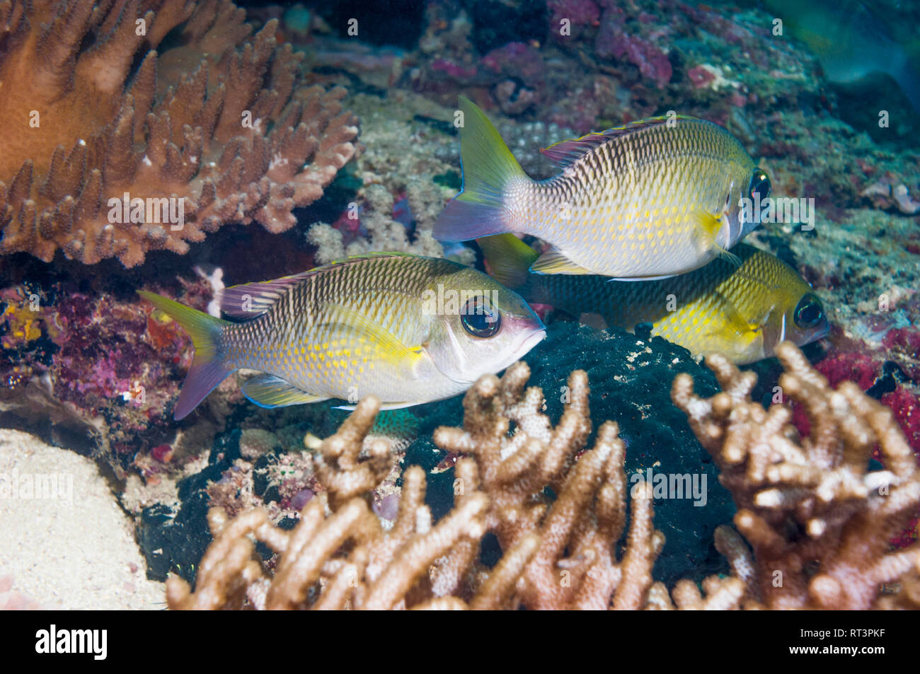 Spinecheek perla, perlacea monoclasse breme [Scolopsis margaritifer]. Papua occidentale, in Indonesia. Foto Stock