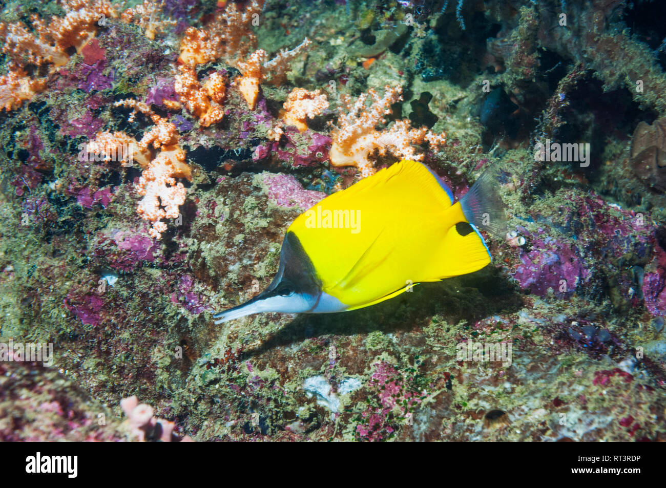 A becco lungo [butterflyfish Forcipiger flavissimus]. Papua occidentale, in Indonesia. Foto Stock