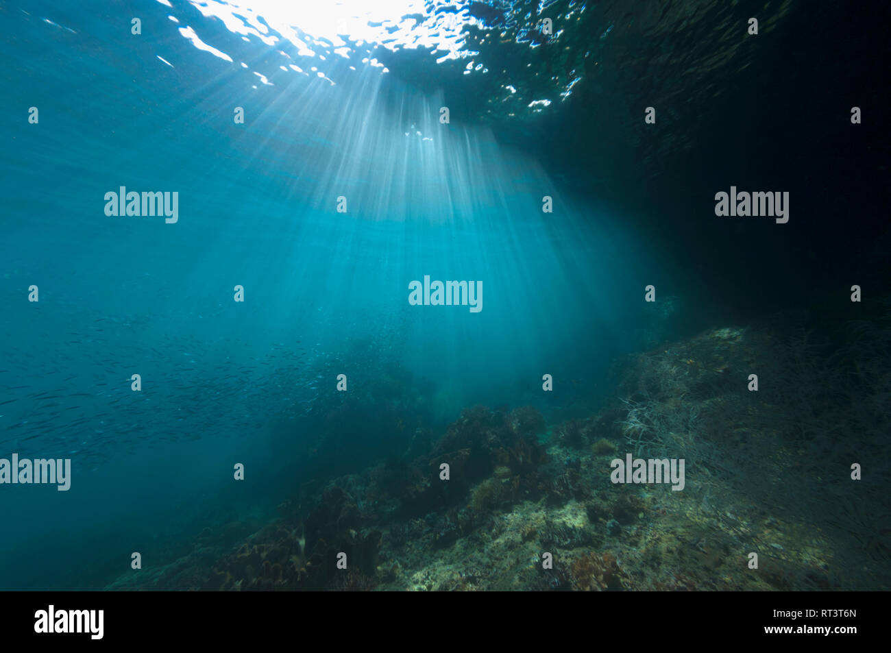 Coral reef paesaggi con alberi di luce del sole. Papua occidentale, in Indonesia. Foto Stock