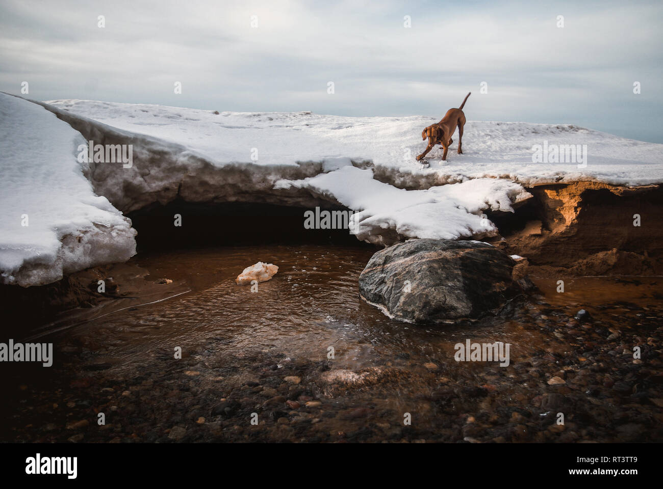 La riproduzione del cane vicino al foro Foto Stock