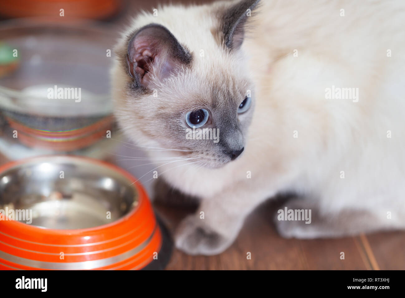 Un gatto bianco con gli occhi blu si siede da un recipiente vuoto Foto Stock