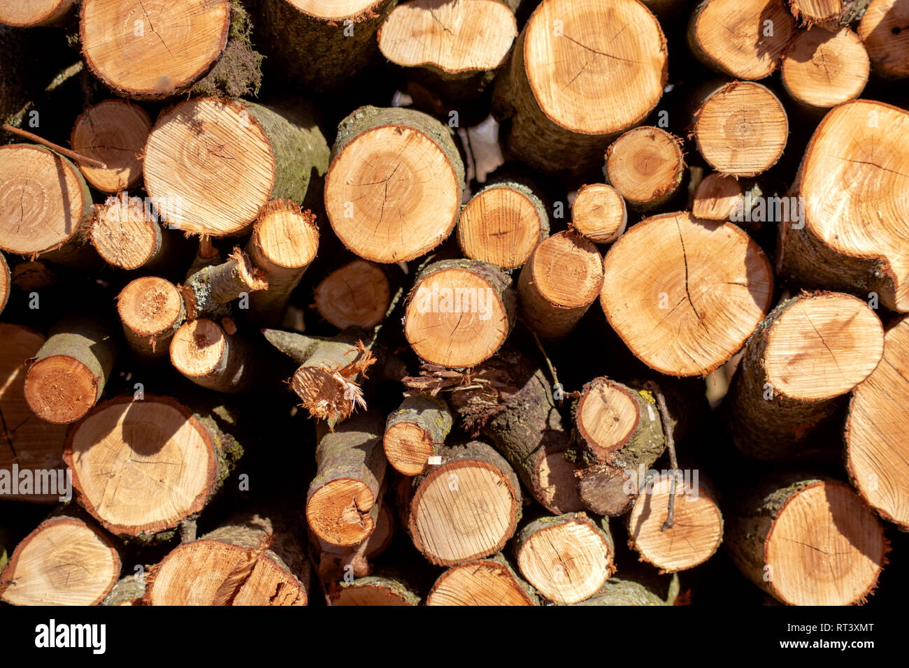 Concetto natura : La woodpile Foto Stock