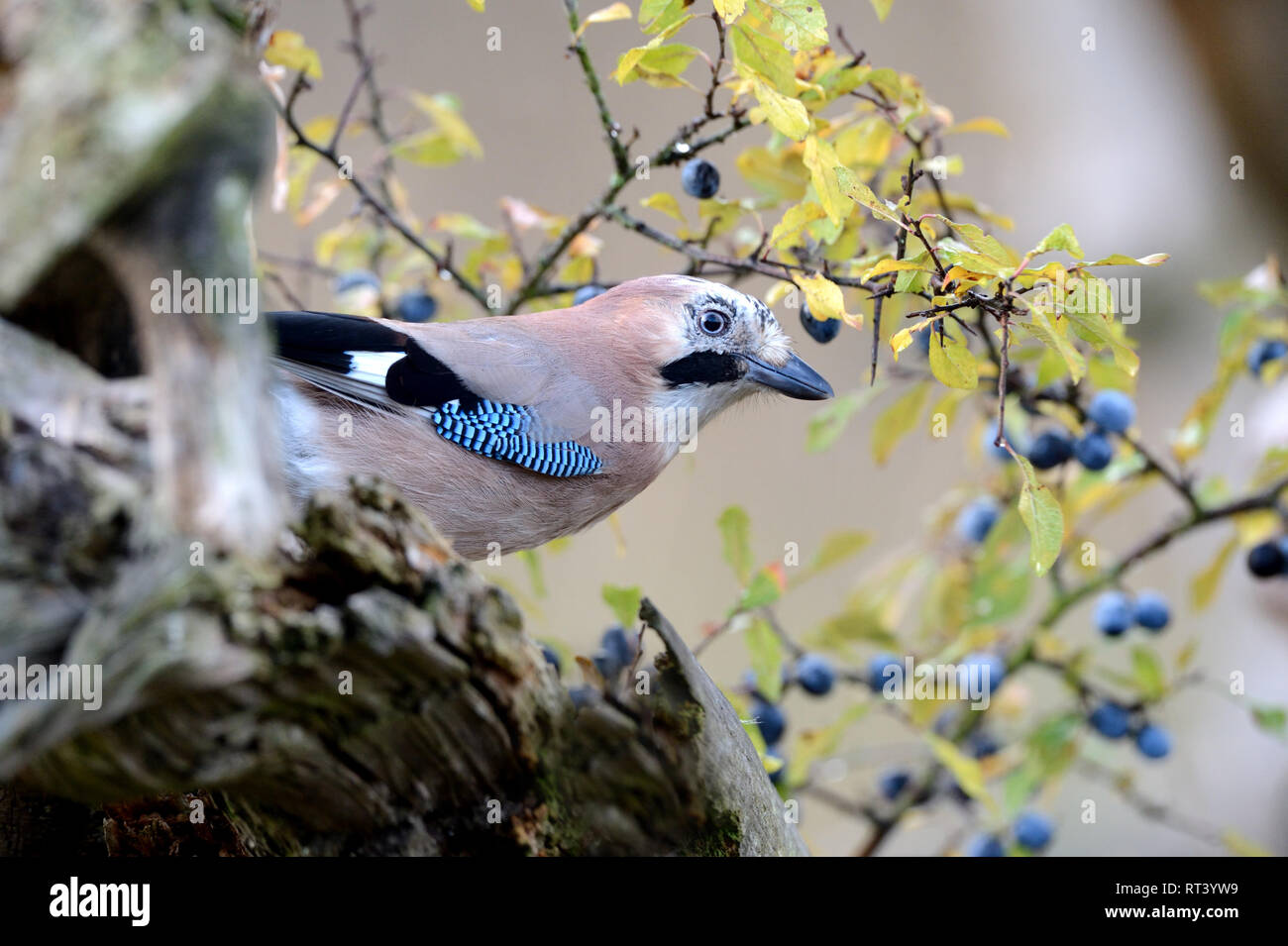 Jay Garrulus glandarius, Häher, Markwart, raven uccelli, uccelli canori, sparrow di uccelli, uccelli sedentari, Teilzieher, uccelli, uccelli, uccelli di bosco.local Foto Stock