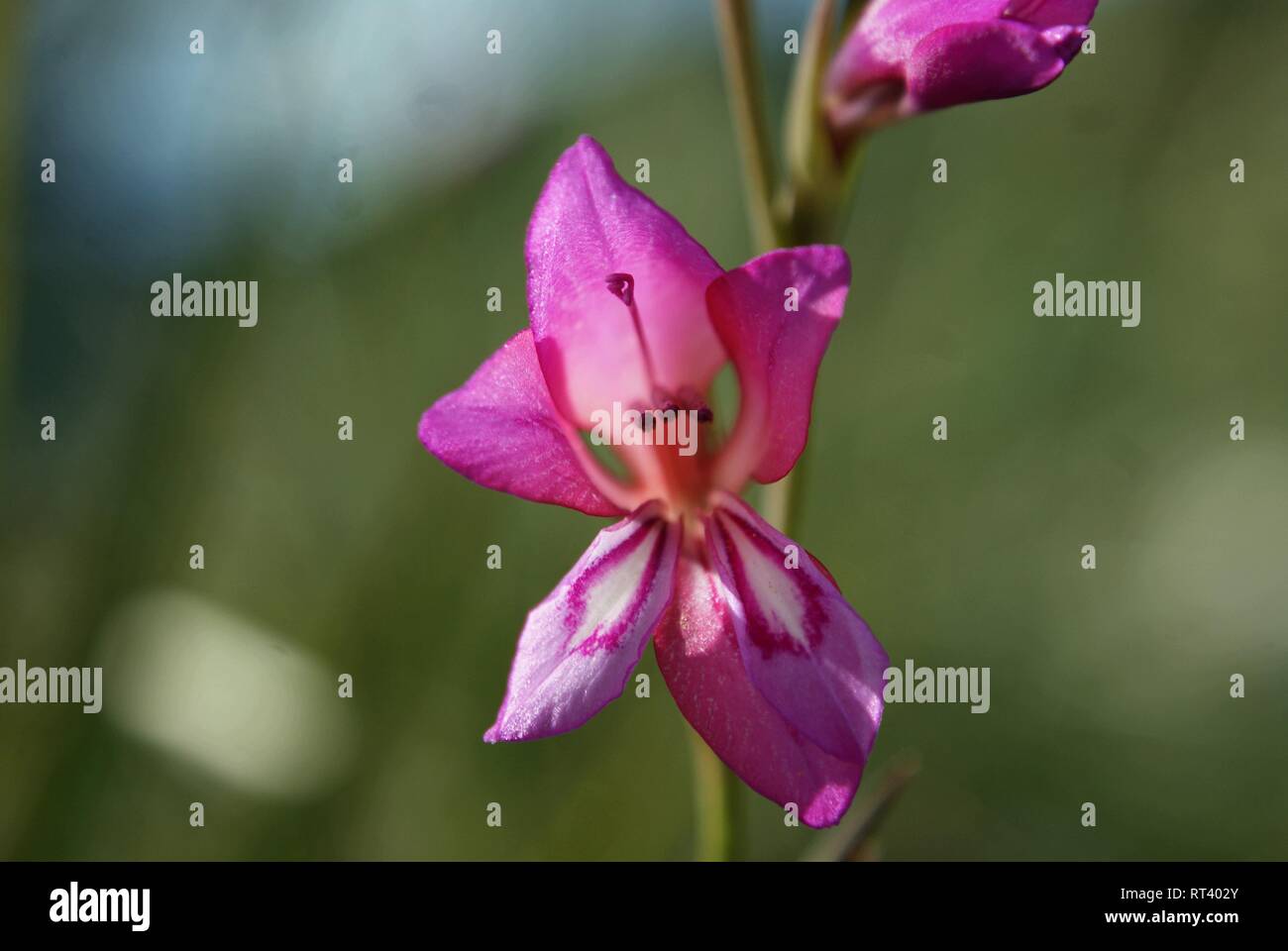 Gladiolus illyricus. wild gladiolus Foto Stock