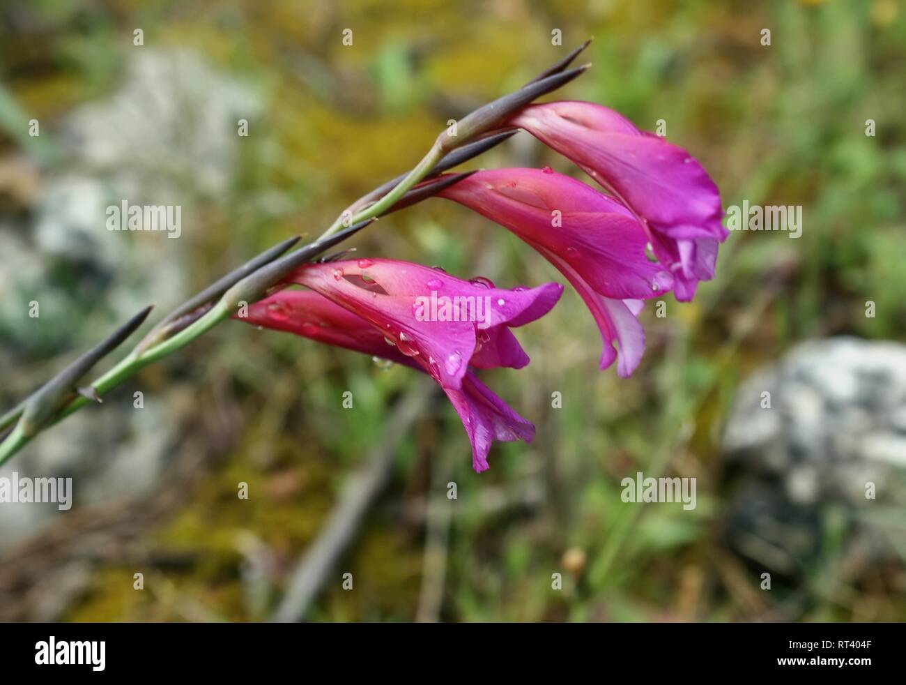 Gladiolus illyricus. wild gladiolus Foto Stock