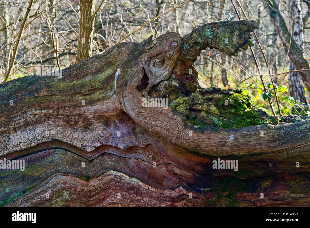 Parte di un caduto e marciume tree assomiglia alla testa di una strana creatura a serpentina Foto Stock