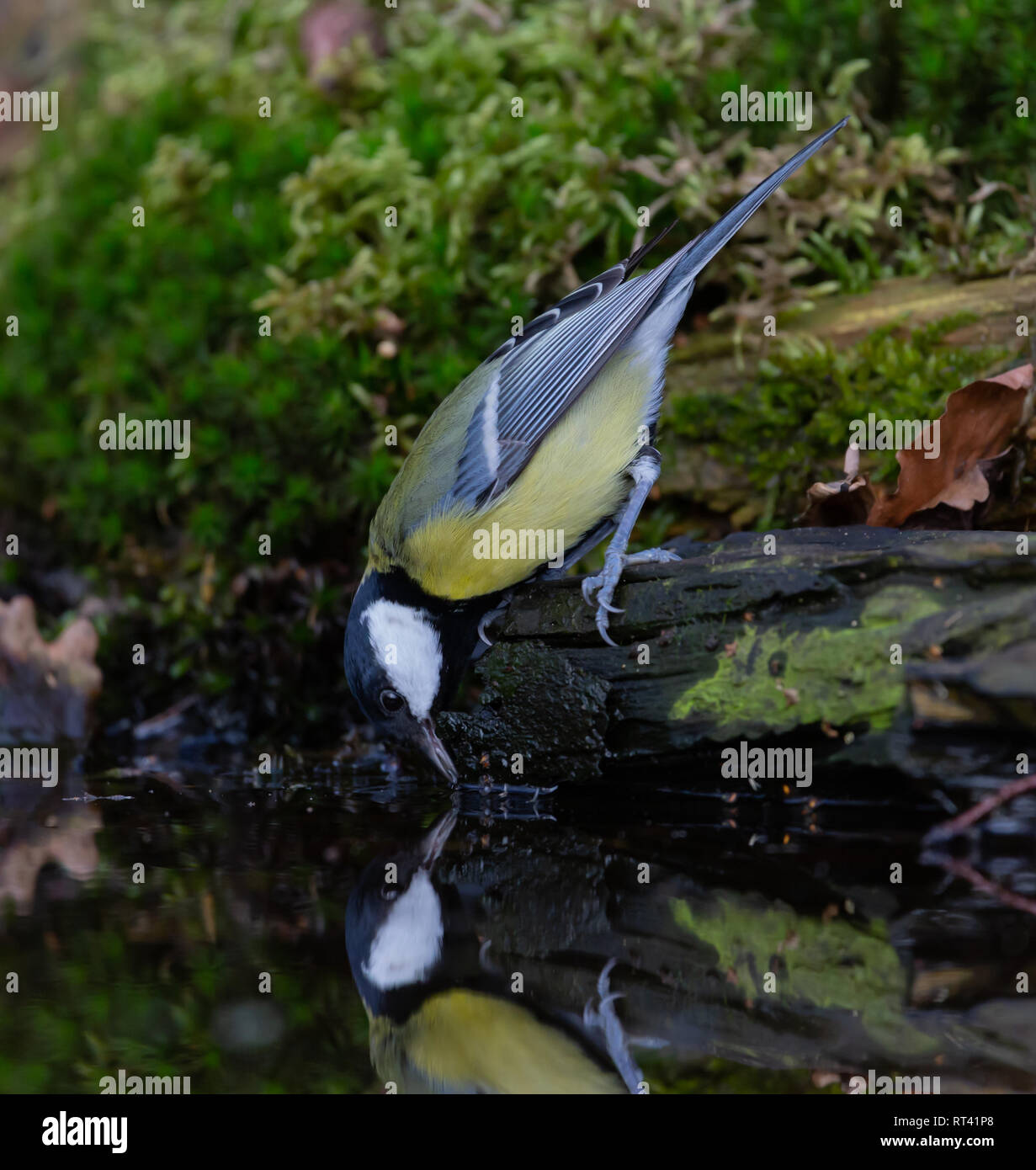 Cinciallegra sono bere un po' d'acqua,con una bella riflessione Foto Stock