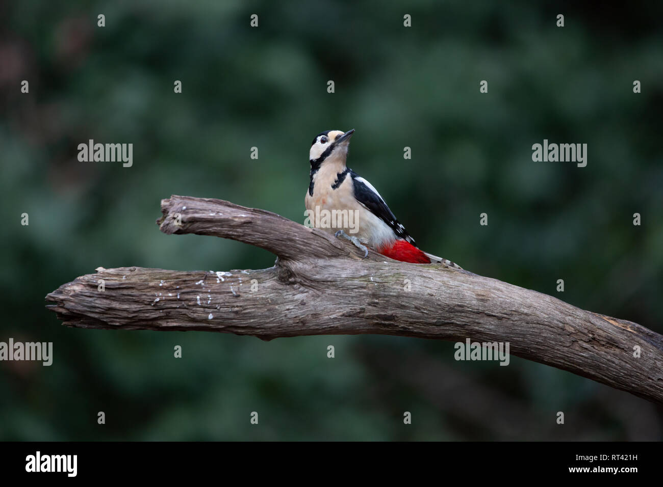 Picchio rosso maggiore su una struttura ad albero Foto Stock