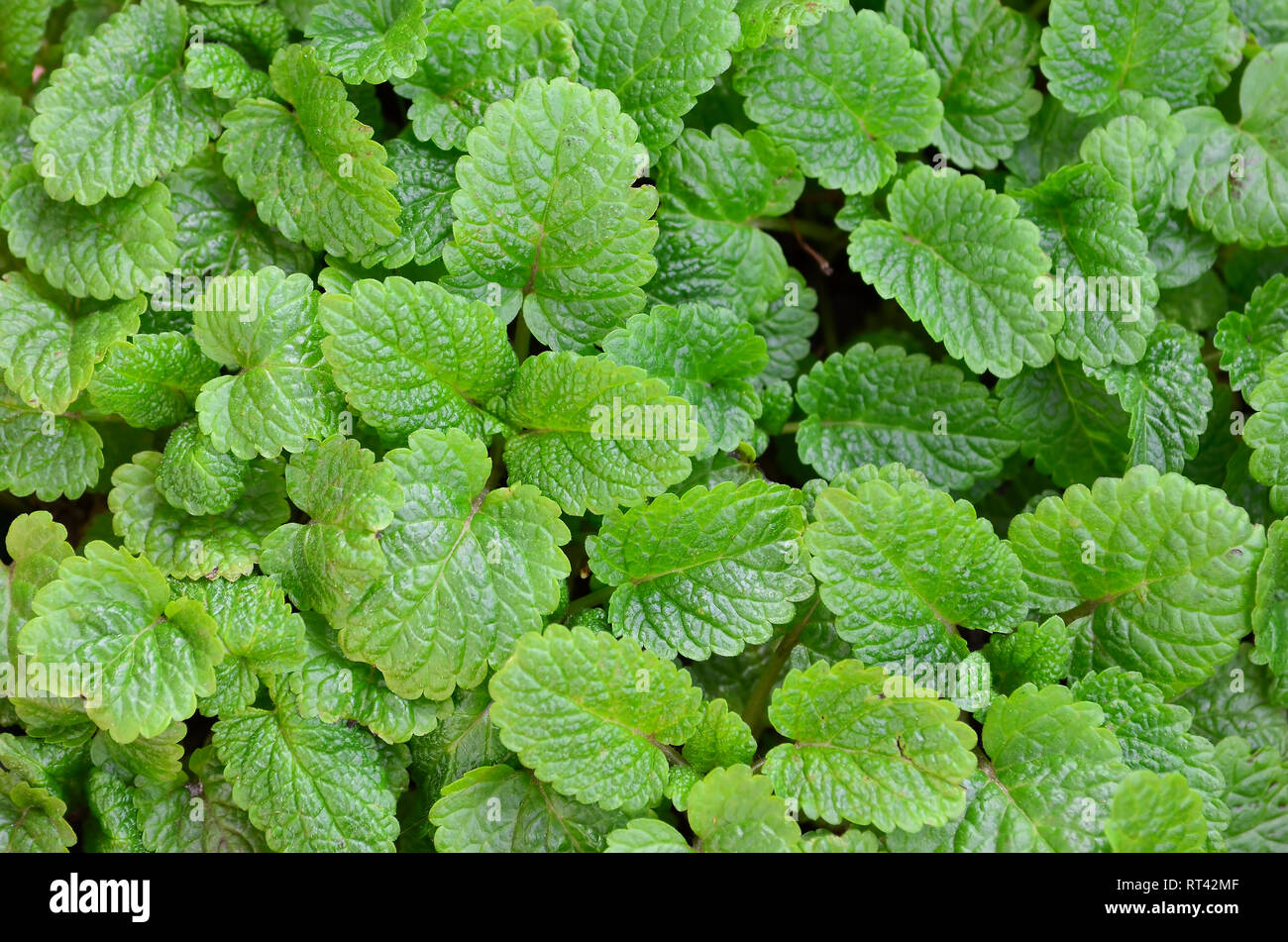Aromatica e fresca Melissa pianta, full frame di foglie verdi, vista da sopra Foto Stock