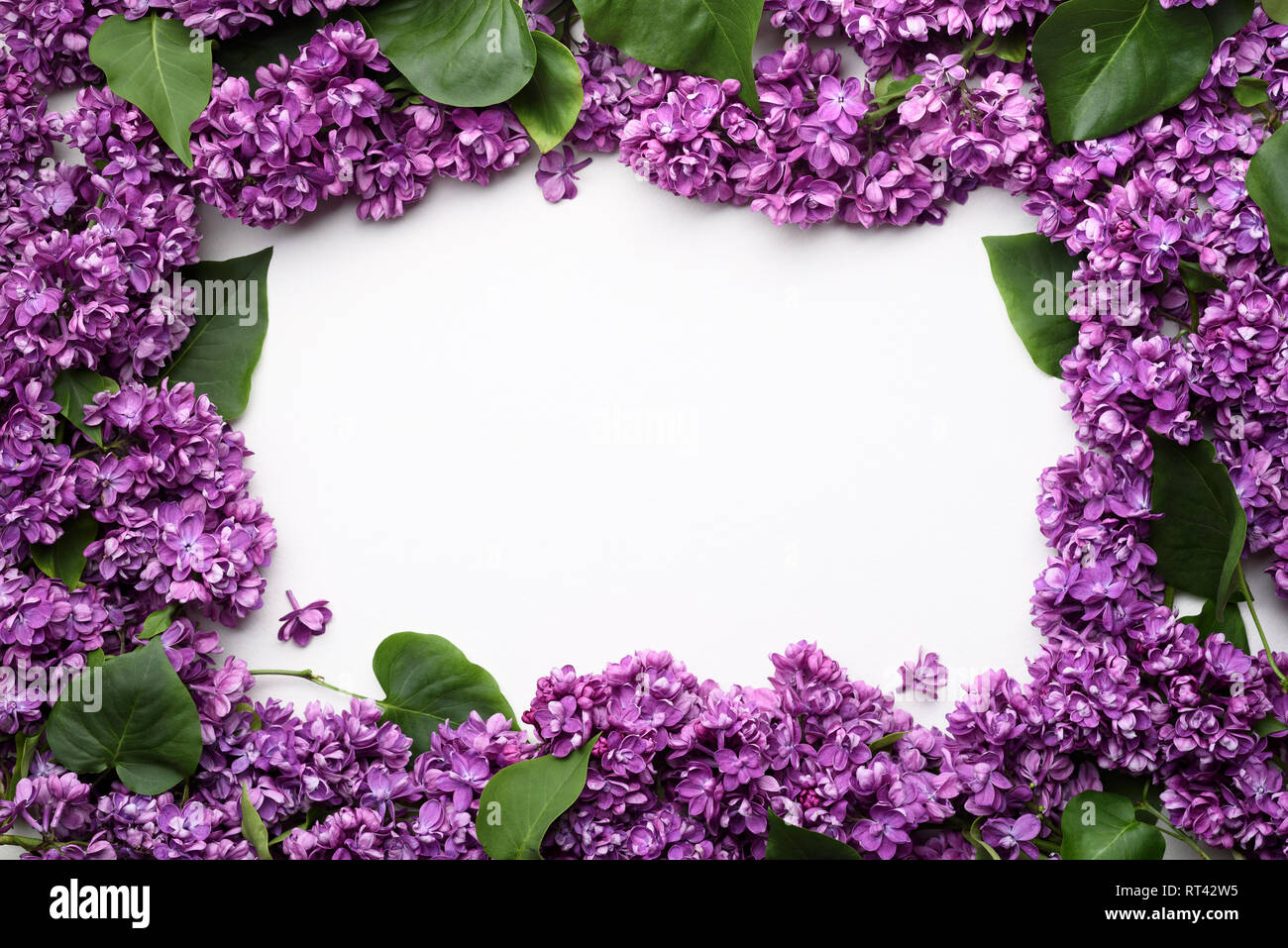 Cornice decorativa di fiori lilla sul bianco. Molla dello sfondo con copia spazio per il testo Foto Stock