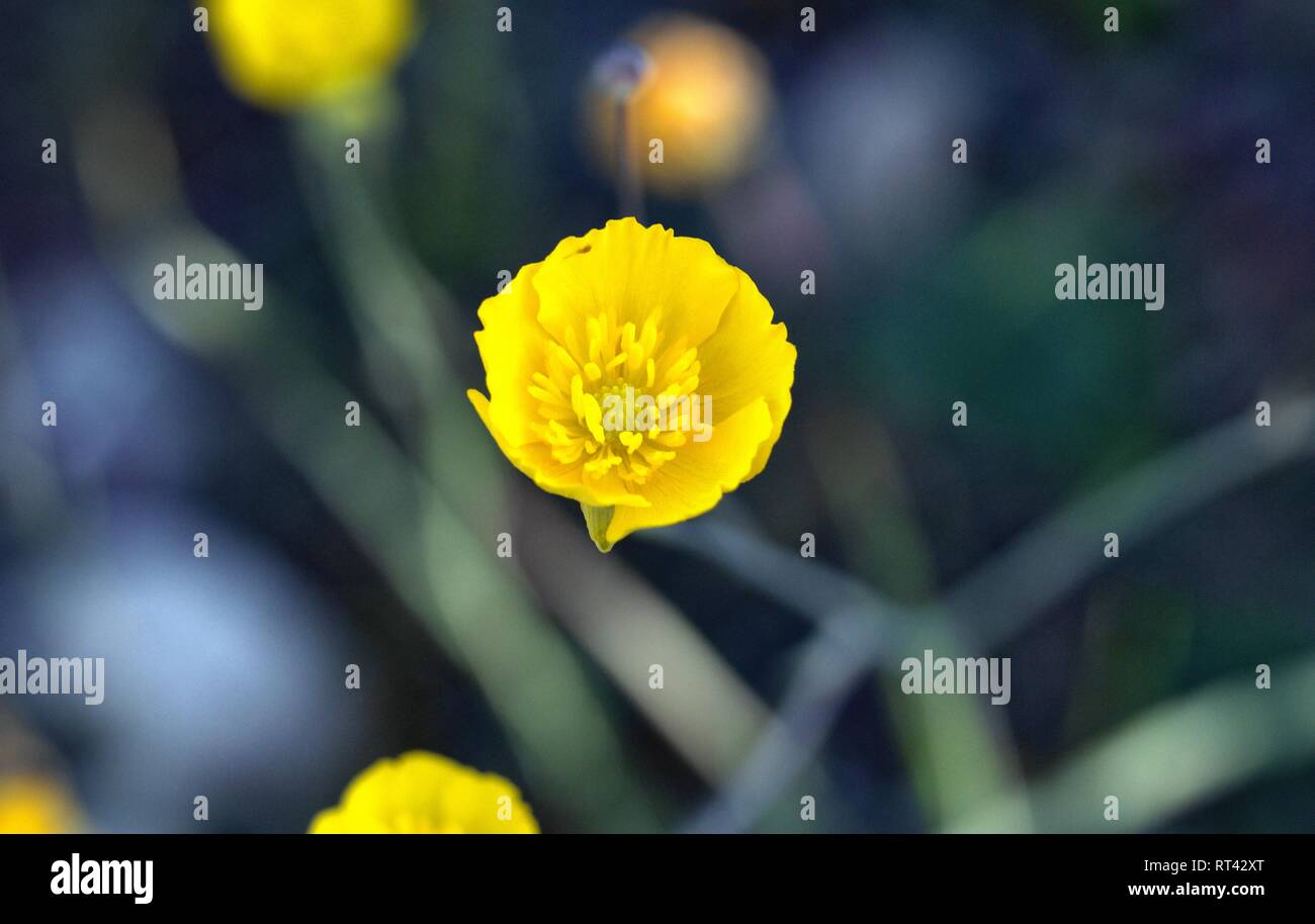 Ranunculus gramineus. Tazzina di erba-leaved Foto Stock