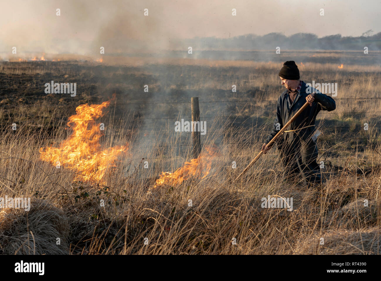 Bursdon Moor, Hartland,North Devon, Inghilterra, Regno Unito. Febbraio 2019. Uomo che utilizza un fuoco di gomma lo strumento del battitore all'annuale la masterizzazione di ginestre e scrub Foto Stock