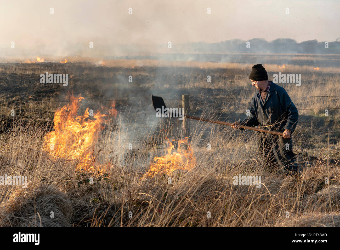 Bursdon Moor, Hartland,North Devon, Inghilterra, Regno Unito. Febbraio 2019. Uomo che utilizza un fuoco di gomma lo strumento del battitore all'annuale la masterizzazione di ginestre e scrub Foto Stock