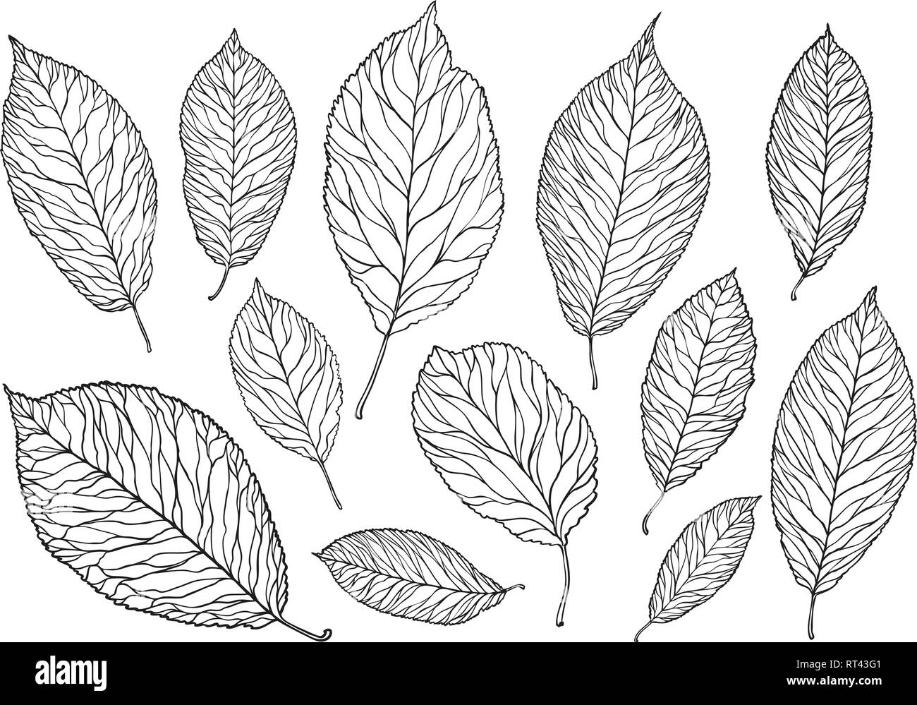 Disegnato a mano le foglie. Natura, fogliame sketch. Decorativo illustrazione vettoriale Illustrazione Vettoriale