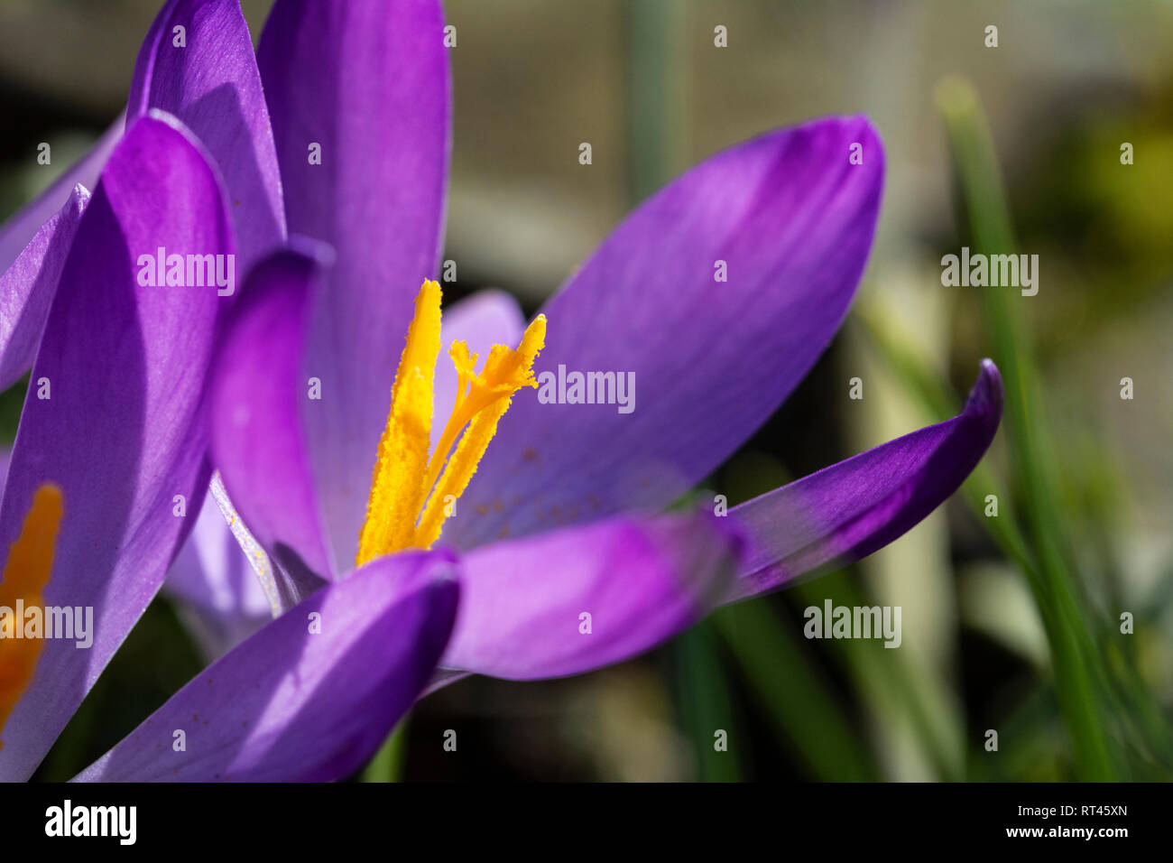 Macro di polline-laden orange stame di un fiore Crocus con Deep Purple petali Foto Stock