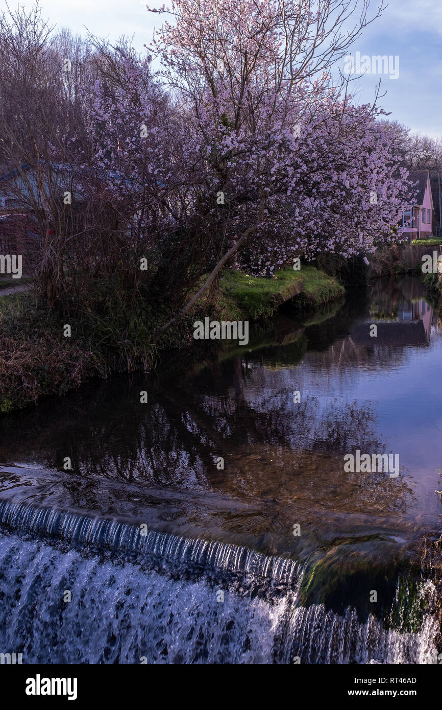 Un piccolo sbarramento sul fiume Lim, Lyme Regis con un albero in background con la fioritura fiori viola su una giornata di primavera Foto Stock