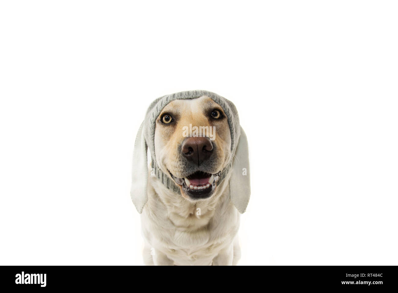 FUNNY PASQUA cane. Il Labrador Retriever cucciolo con orecchie di coniglio. Isolati contro uno sfondo bianco. Foto Stock