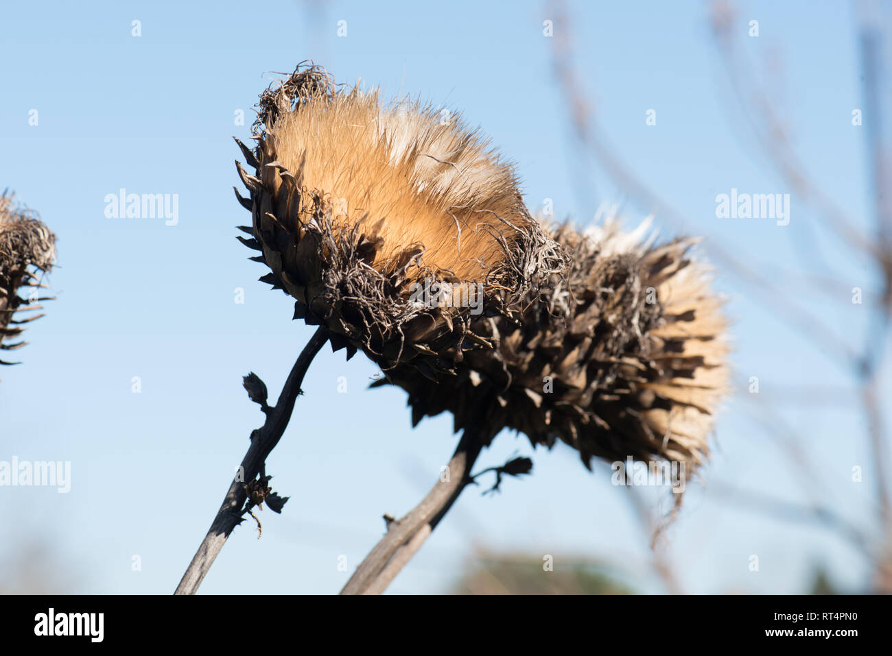 Le teste di seme del gigante thistle, Cynara cardunculus, noto anche come il cardo. Foto Stock