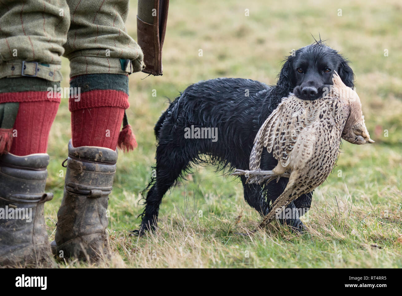 Cocker Spaniel fagiano di trasporto Foto Stock
