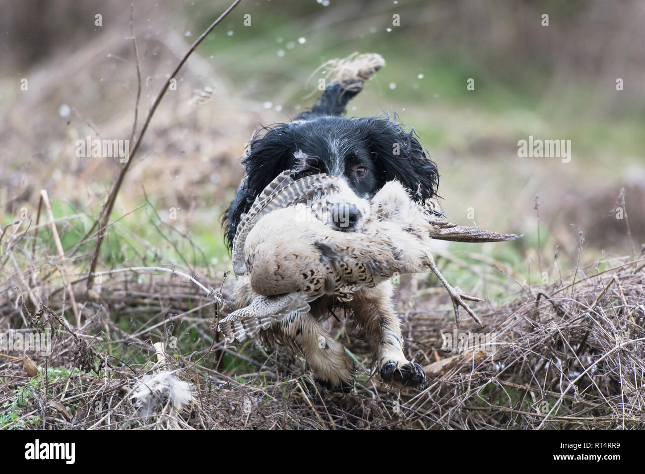 Una springer spaniel il recupero di un fagiano Foto Stock