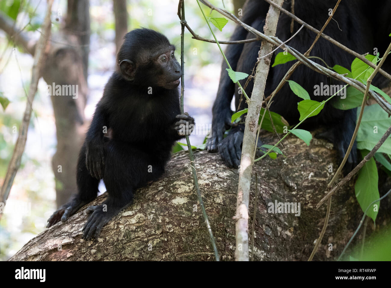 Celebes macaco crestato (Macaca nigra), Tangkoko National Park, Sulawesi, Indonesia Foto Stock