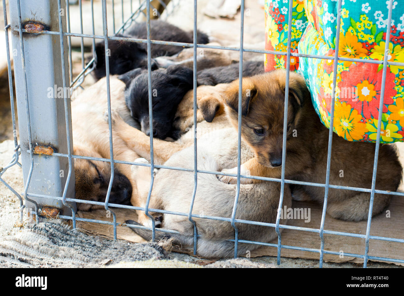 I cuccioli in una pila dormire in un canile, animal shelter, cane di salvataggio, di volontariato Foto Stock
