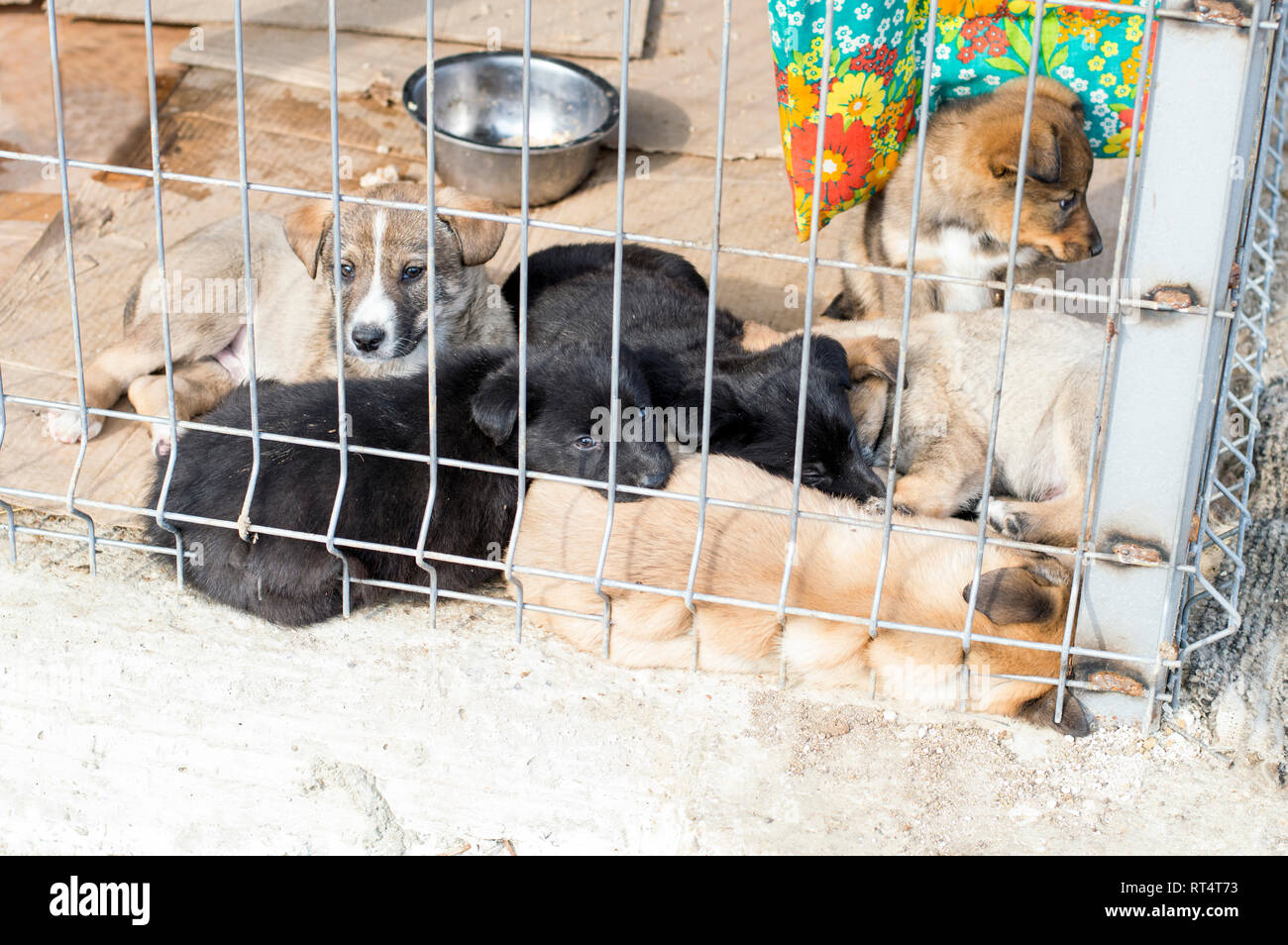 I cuccioli in una pila di riposo in shelter, animal shelter, cane di salvataggio, di volontariato Foto Stock