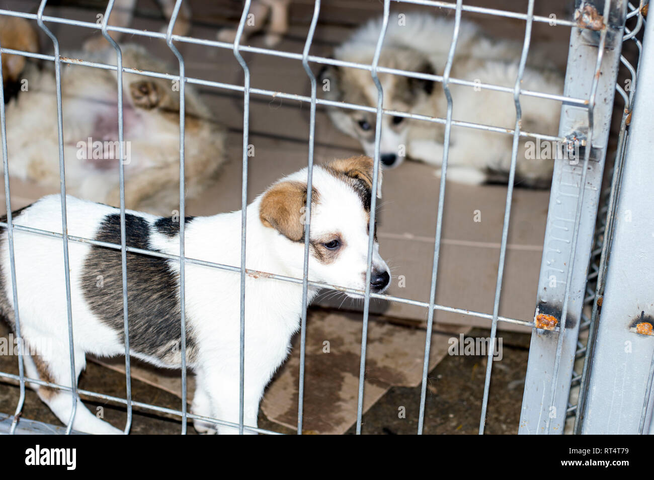 Giovane e bella cuccioli dietro le sbarre shelter, animal shelter, cane di salvataggio, di volontariato Foto Stock