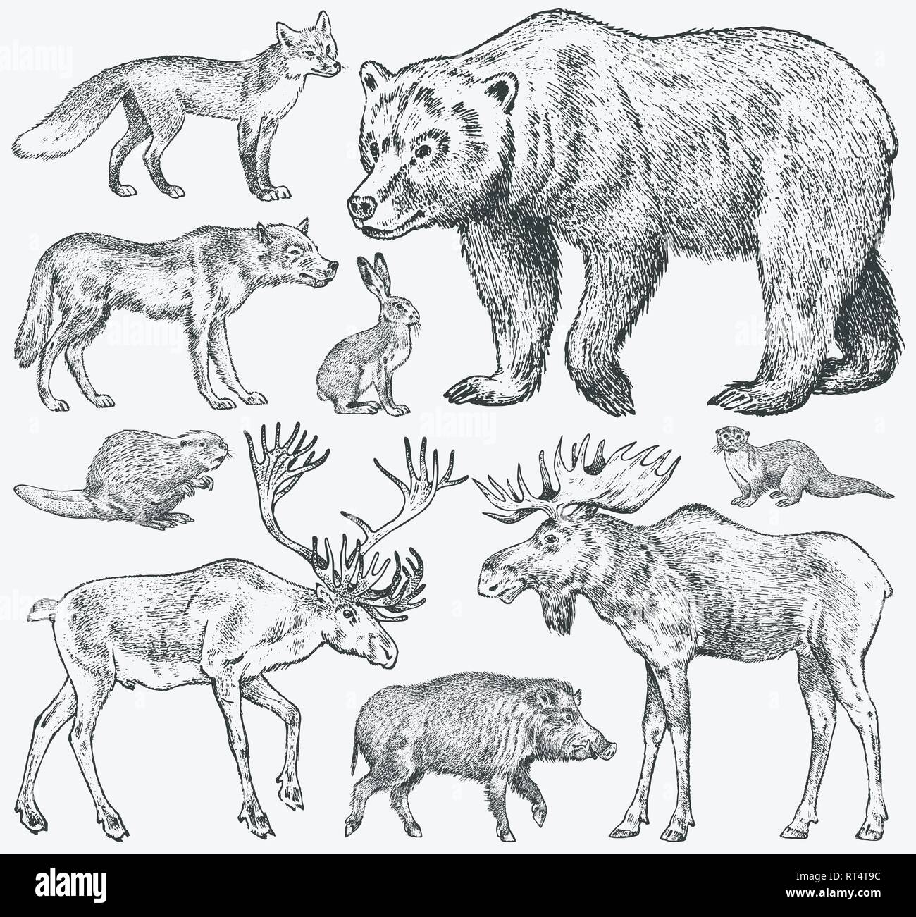 Set di animali selvatici. Bruno Orso grizzly Forest alci Volpe rossa Nord Boar Wolf Sable Badger grigio renne Lepre Lontra di fiume. Vintage mammifero monocromatica Illustrazione Vettoriale