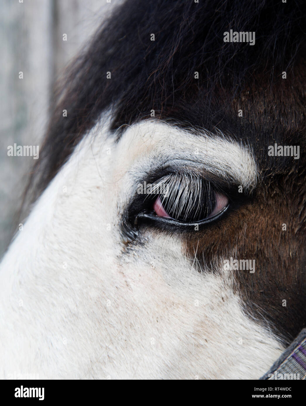 Sussex. South Downs. Poynings. Close up del cavallo con occhio molto lunghe ciglia. Foto Stock
