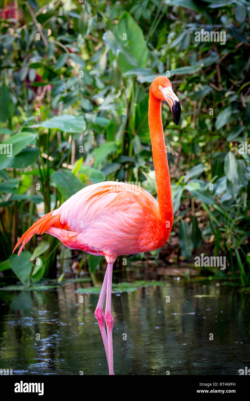 American Flamingo (Phoenicopterus Ruper) in stagno a Everglades Wonder giardino, Bonita Springs, in Florida, Stati Uniti d'America Foto Stock