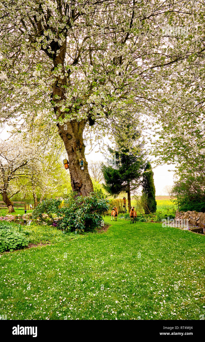 Camerun pecore sotto la splendida fioritura dei ciliegi. Foto Stock