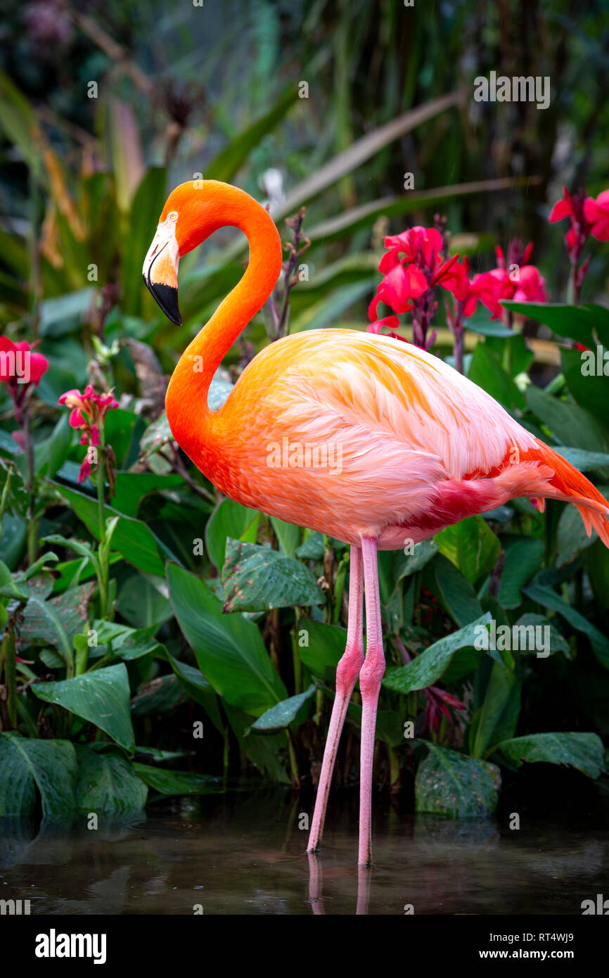 American Flamingo (Phoenicopterus Ruper) in stagno a Everglades Wonder giardino, Bonita Springs, in Florida, Stati Uniti d'America Foto Stock