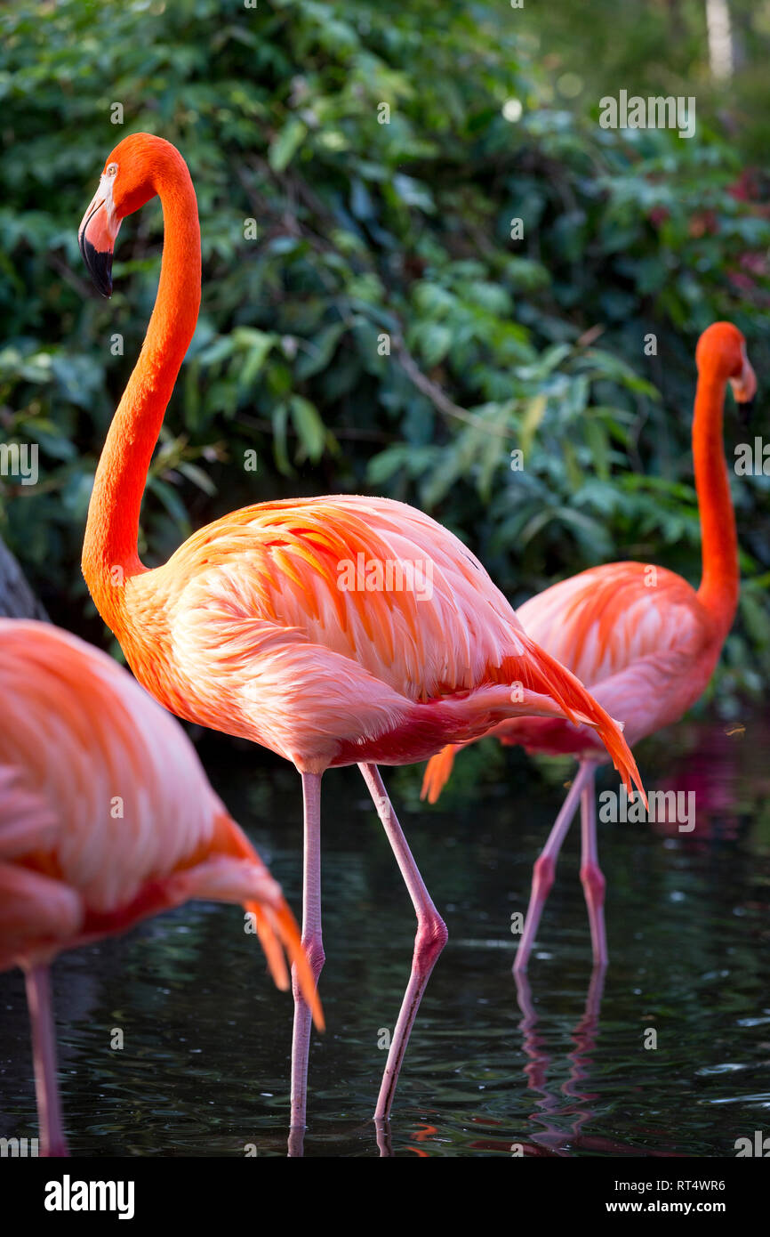 American Flamingo (Phoenicopterus Ruper) in stagno a Everglades Wonder giardino, Bonita Springs, in Florida, Stati Uniti d'America Foto Stock