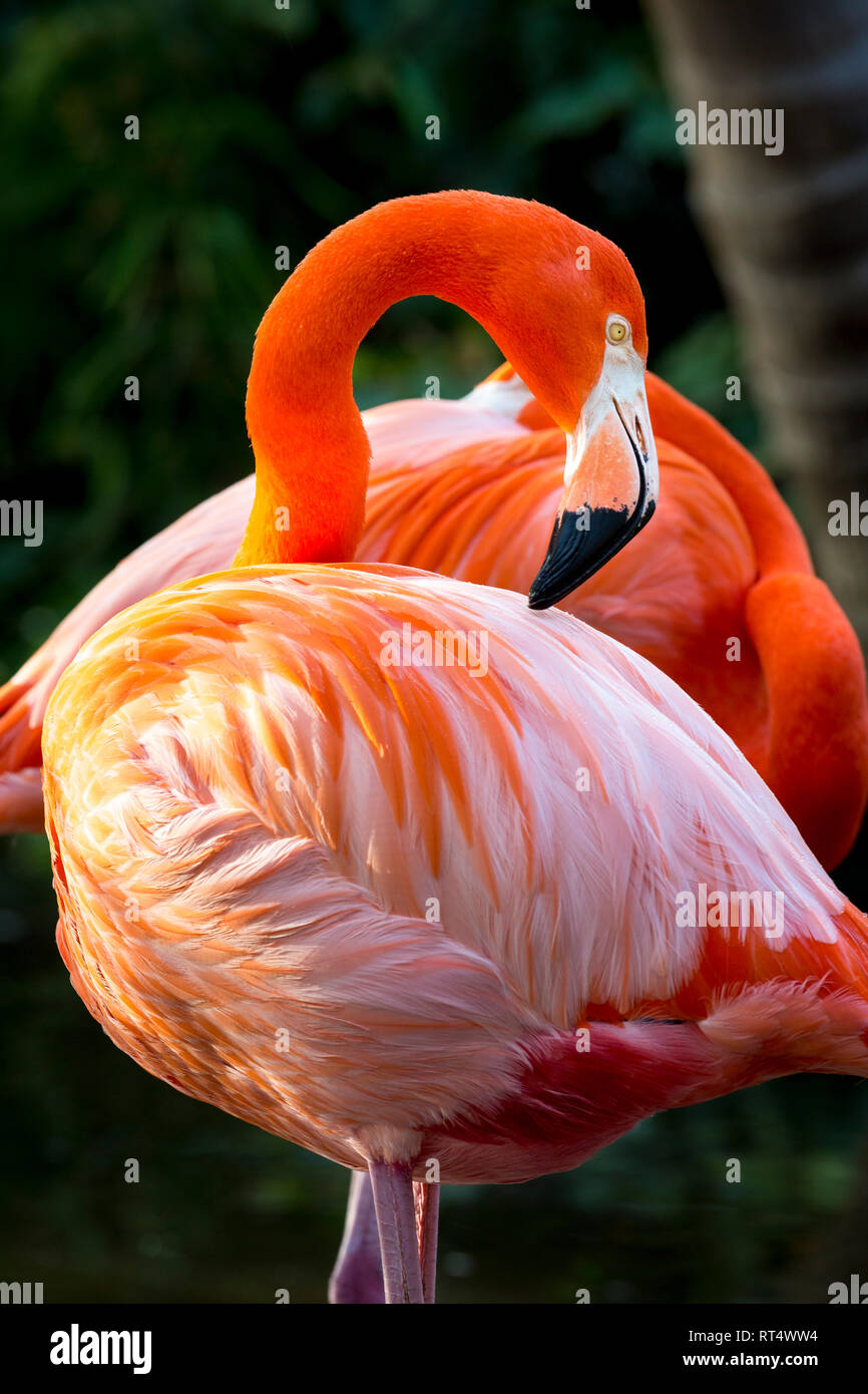 American Flamingo (Phoenicopterus Ruper) in stagno a Everglades Wonder giardino, Bonita Springs, in Florida, Stati Uniti d'America Foto Stock