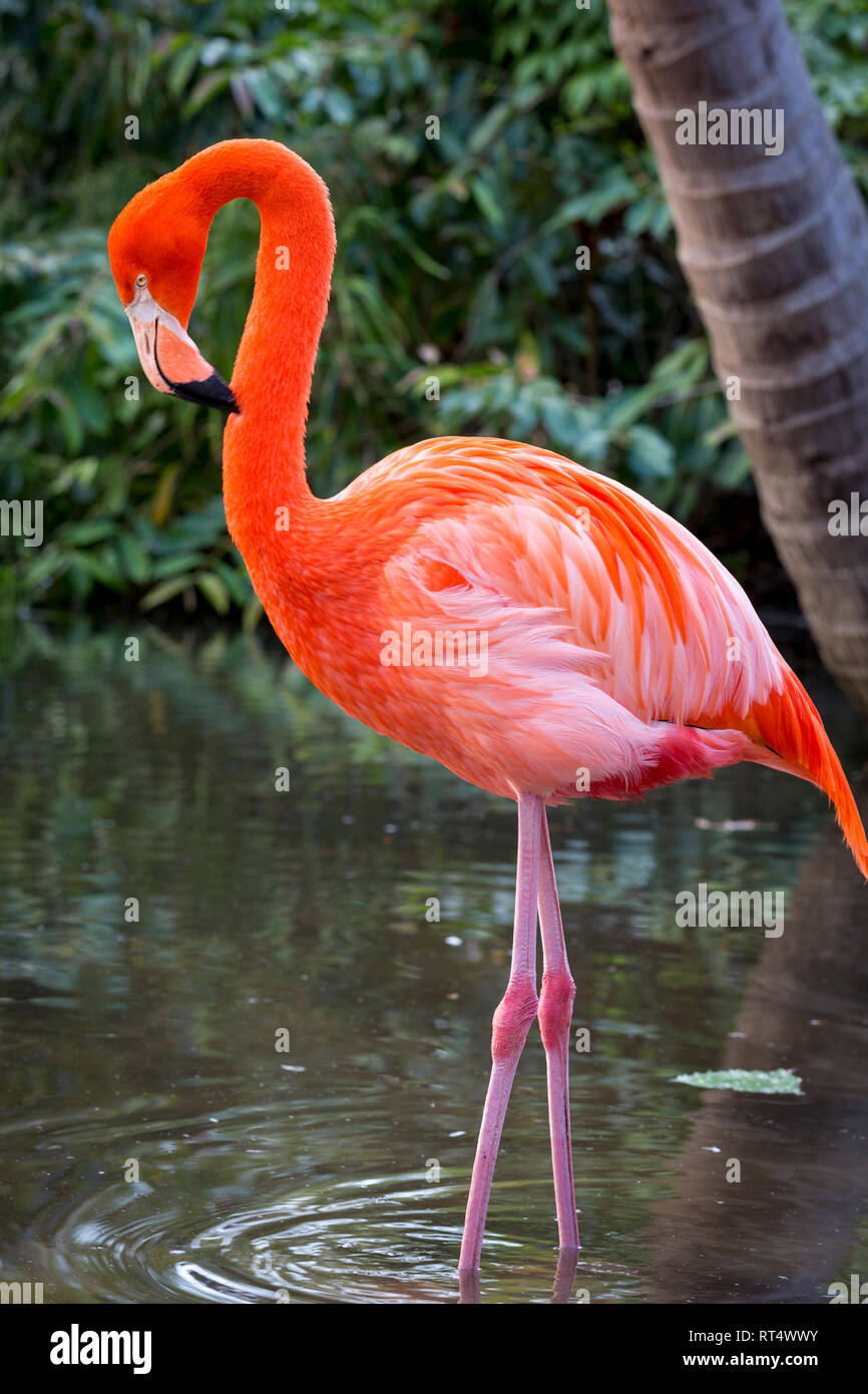 American Flamingo (Phoenicopterus Ruper) in stagno a Everglades Wonder giardino, Bonita Springs, in Florida, Stati Uniti d'America Foto Stock