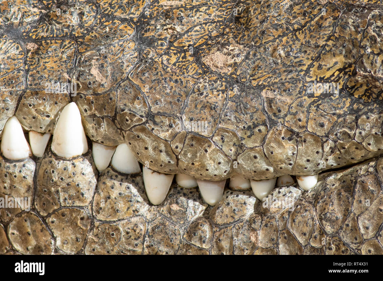 Un grande coccodrillo pericolose all'Oasis Park a Fuerteventura , Spagna. Foto Stock