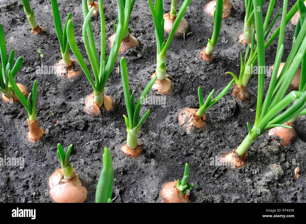 Close-up di crescente di cipolla verde nell'orto, vista da sopra Foto Stock