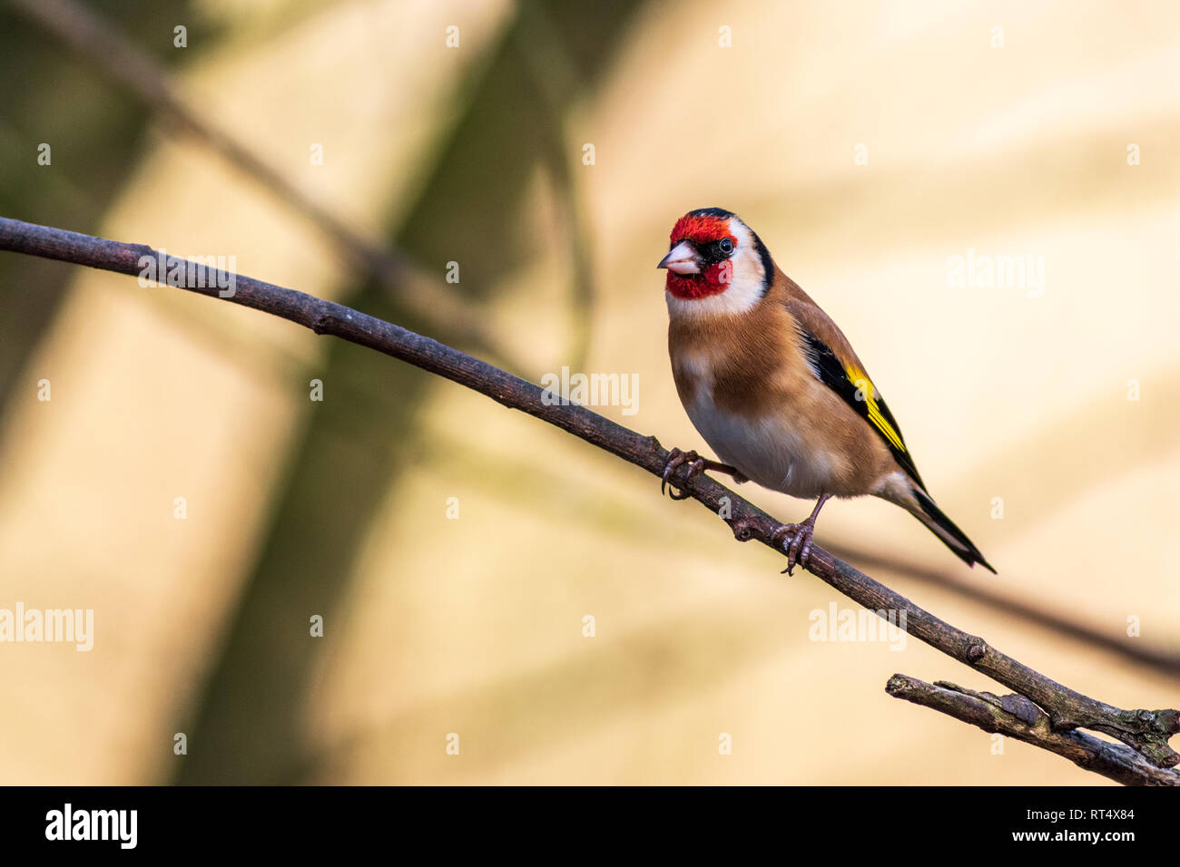 Cardellino (Carduelis carduelis) appollaiato su un ramo Foto Stock