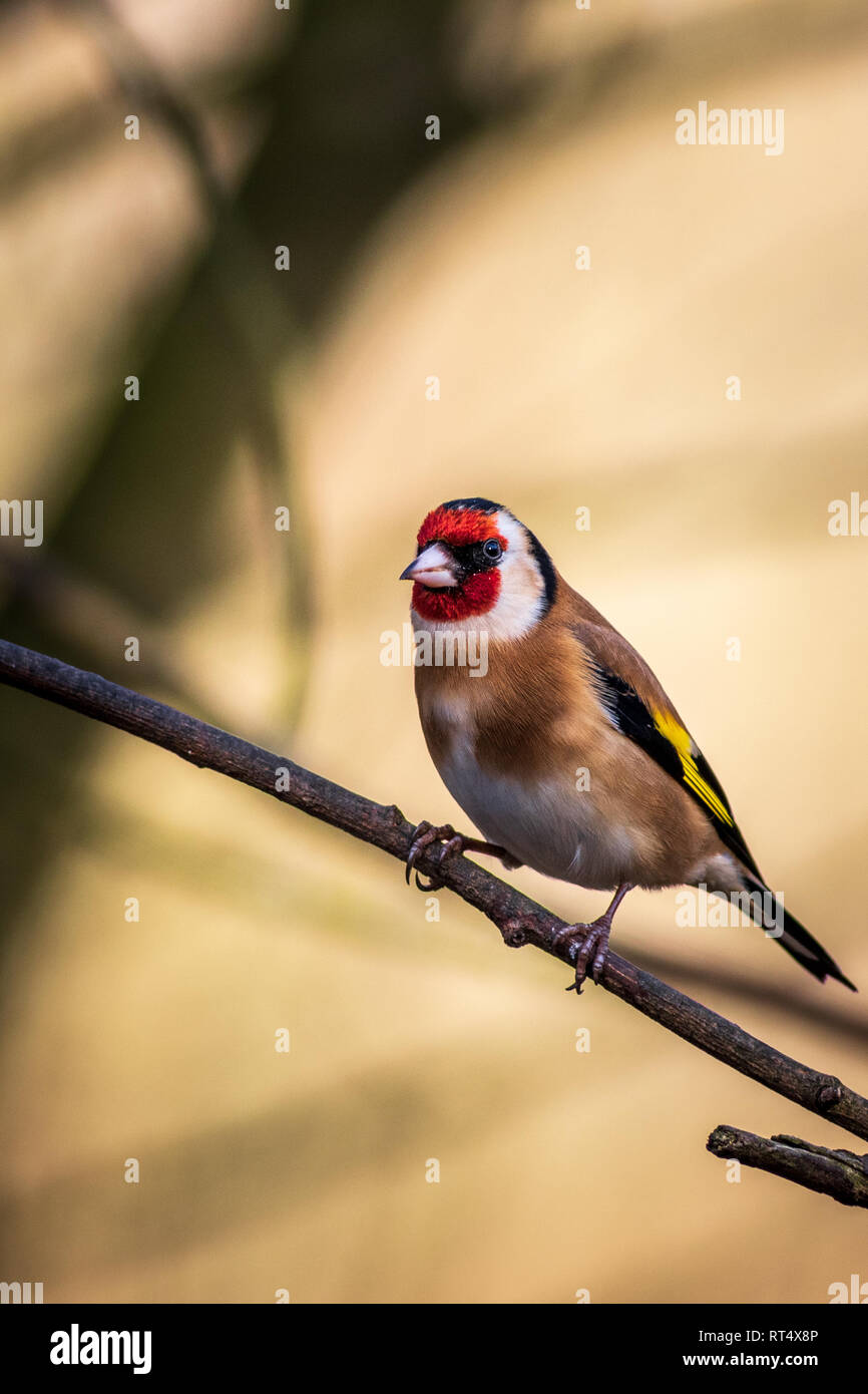 Cardellino (Carduelis carduelis) appollaiato su un ramo Foto Stock