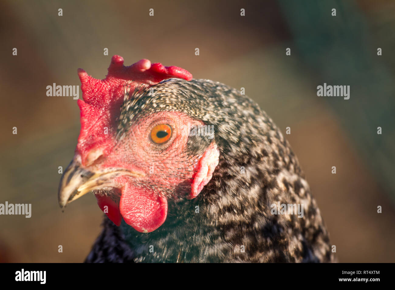 Intervallo libero lo strato di uovo di gallina (Gallus gallus domesticus) Foto Stock