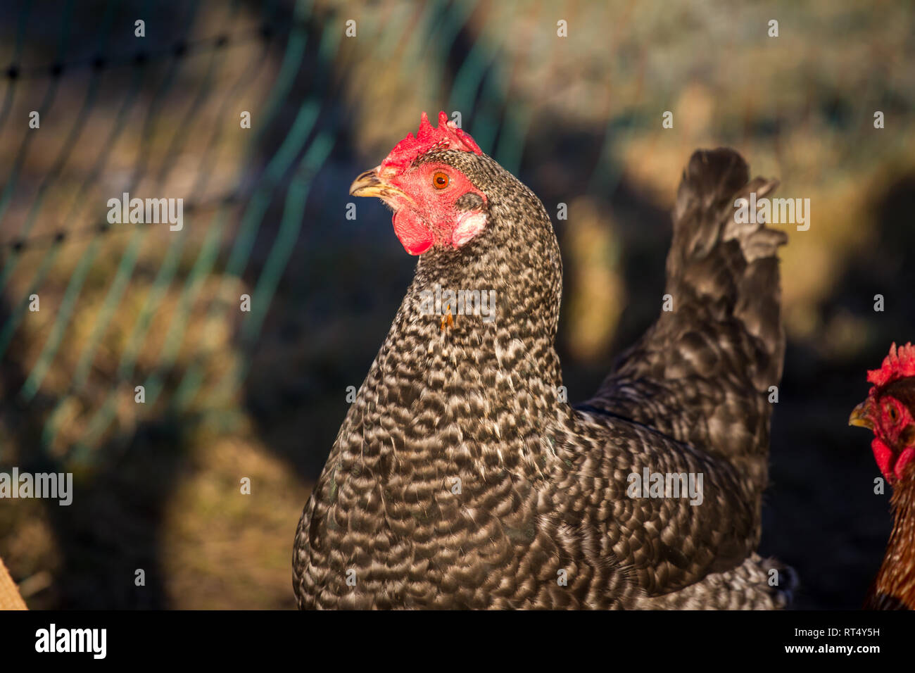Intervallo libero lo strato di uovo di gallina (Gallus gallus domesticus) Foto Stock