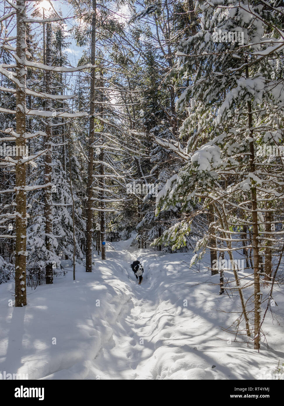Cane che corre sotto la coperta di neve rami di una foresta Foto Stock
